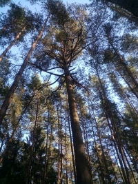 Borovice lesn – koruna :: kliknte pro zvten